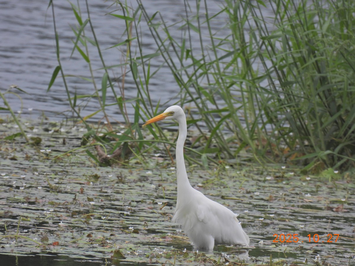 Medium Egret - ML644206546