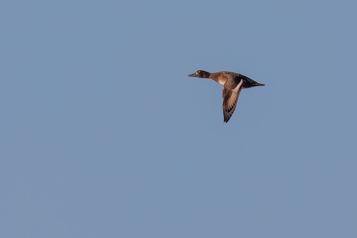 Lesser Scaup - ML644206547