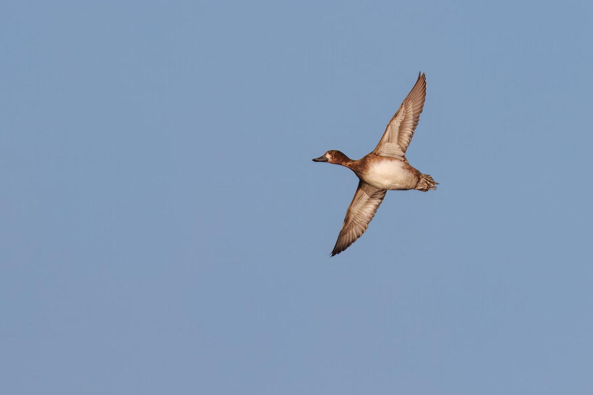 Lesser Scaup - ML644206548