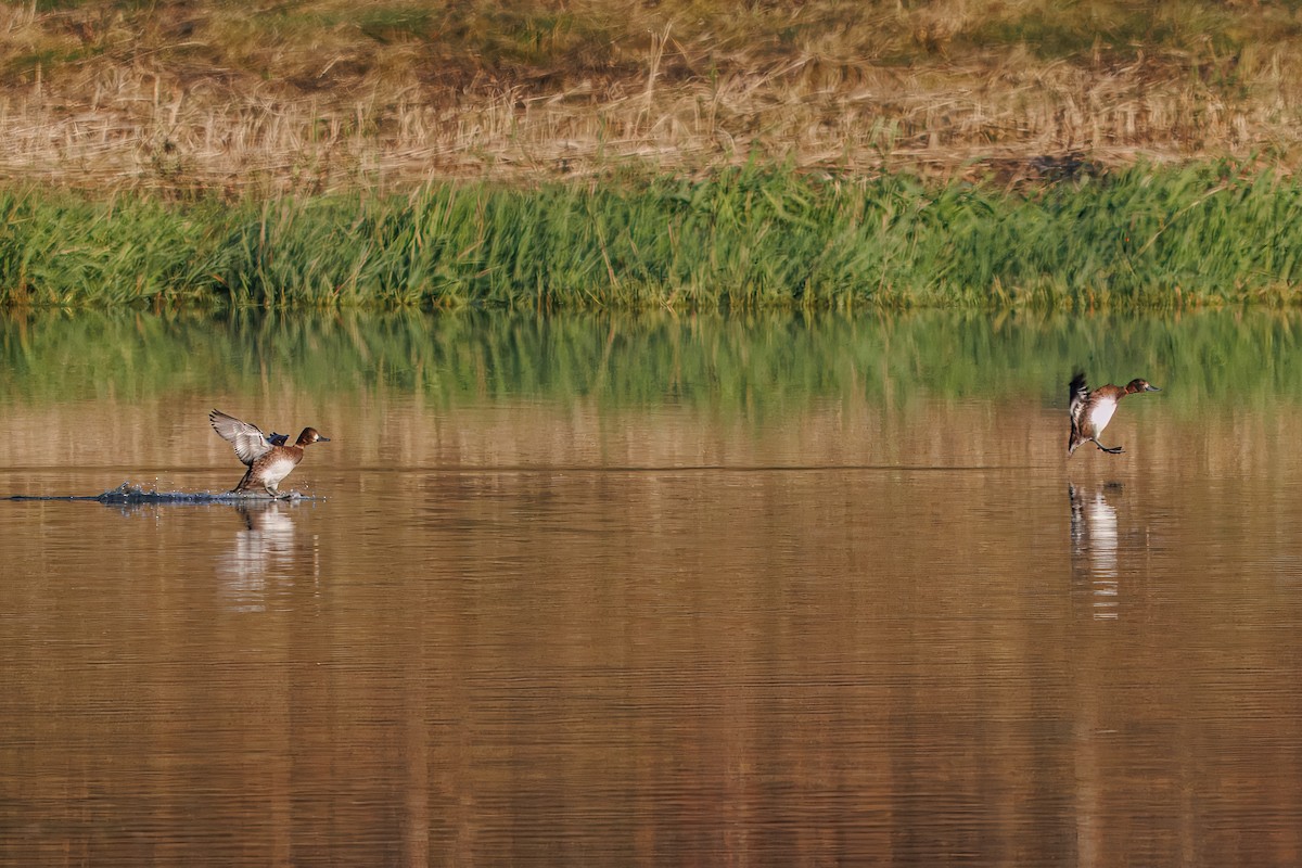 Lesser Scaup - ML644206549