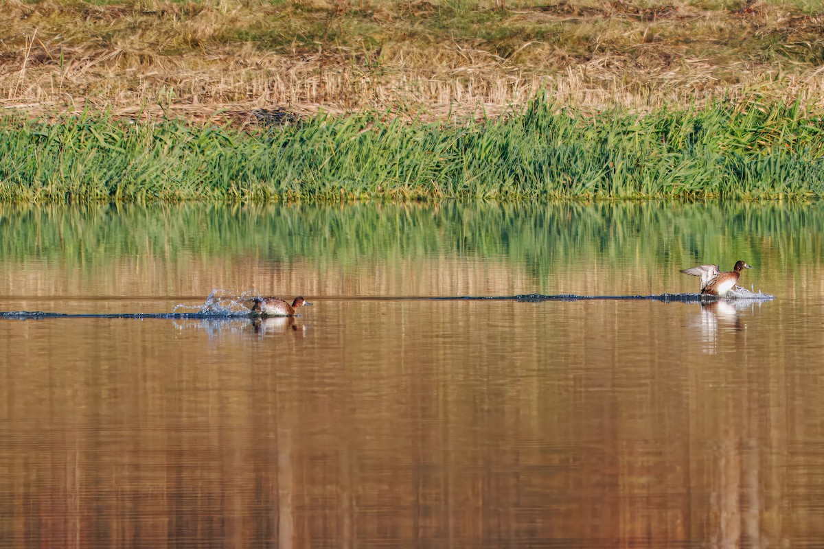 Lesser Scaup - ML644206550