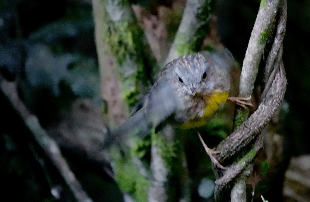 Eastern Yellow Robin - ML644206552