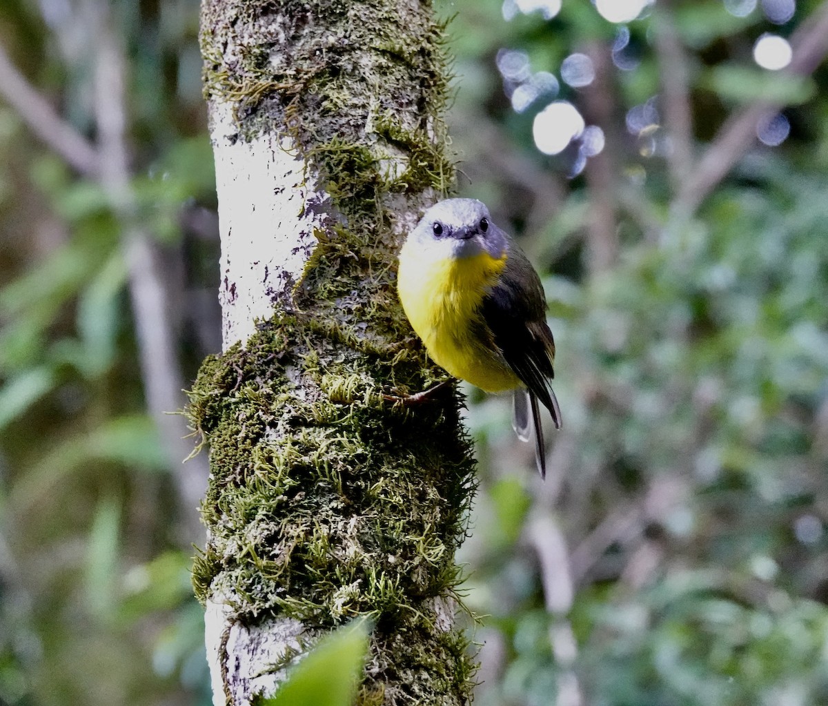 Eastern Yellow Robin - ML644206553