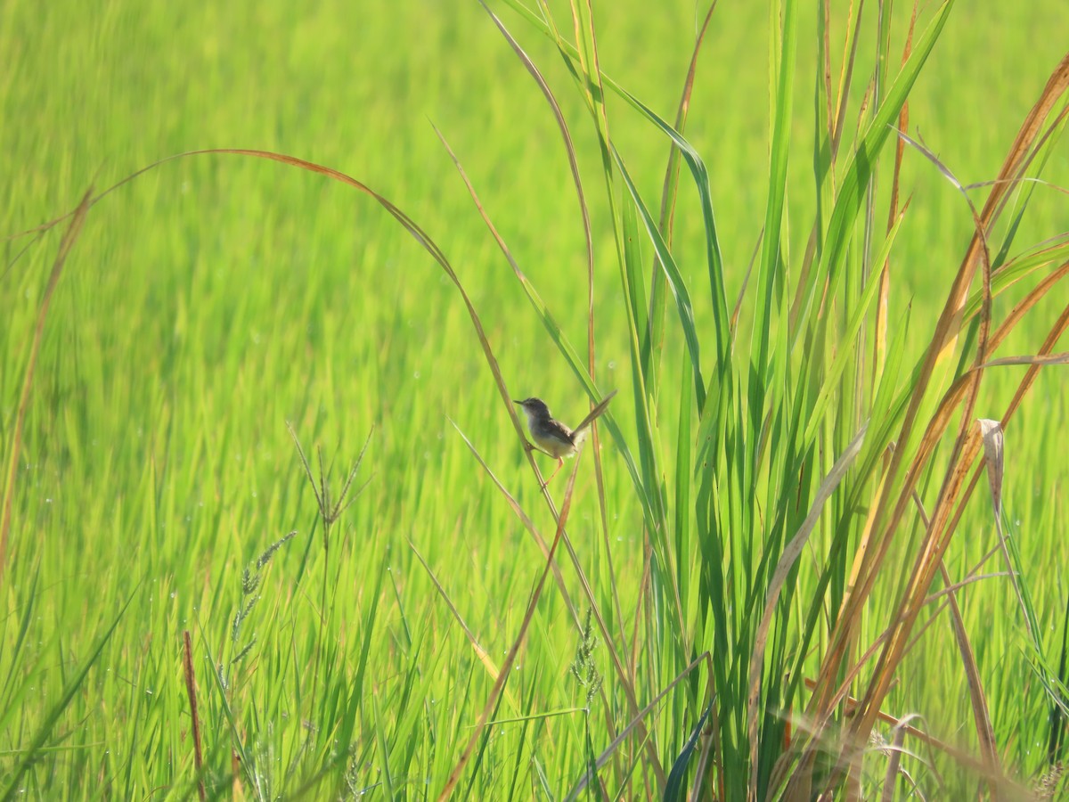 Plain Prinia - ML644206559