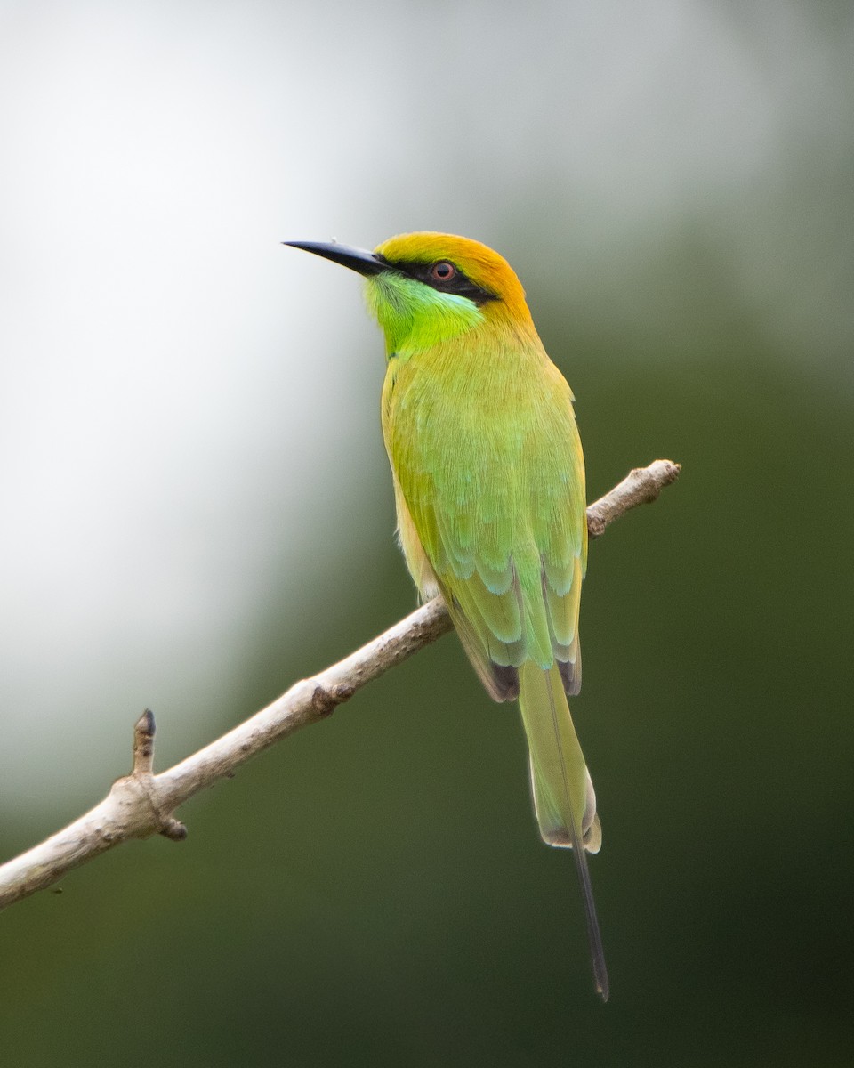 Asian Green Bee-eater - ML644206560