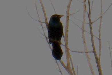 Common Grackle - ML644206564