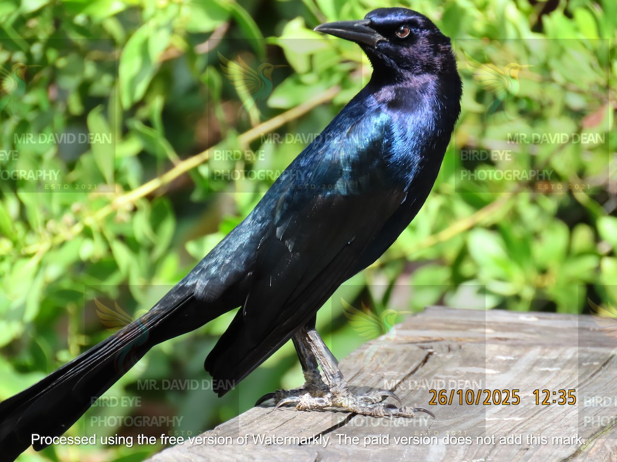 Boat-tailed Grackle - ML644206567