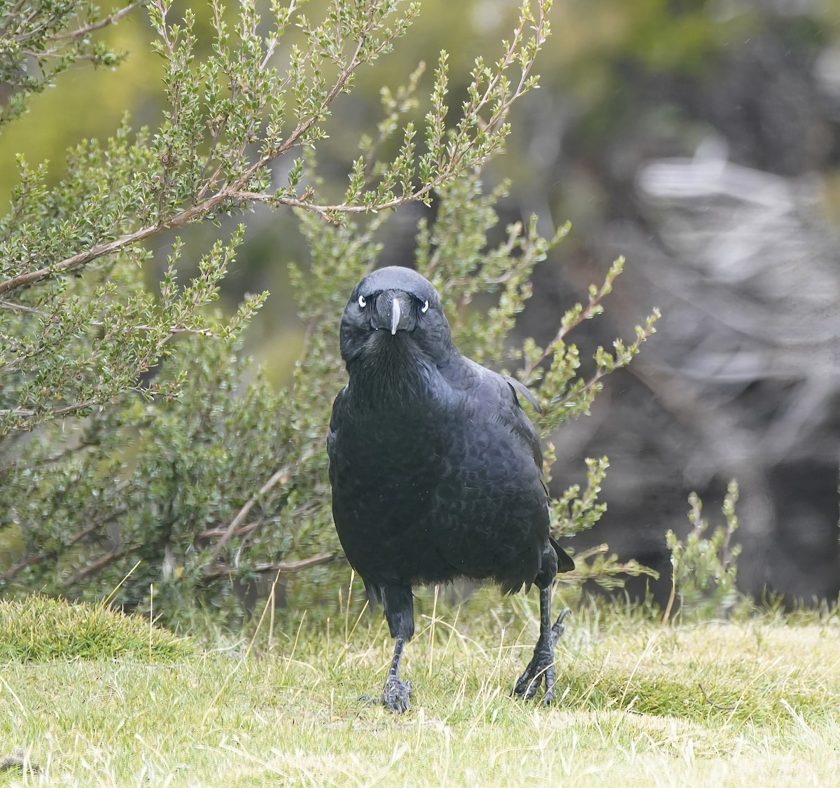 Forest Raven - ML644206575