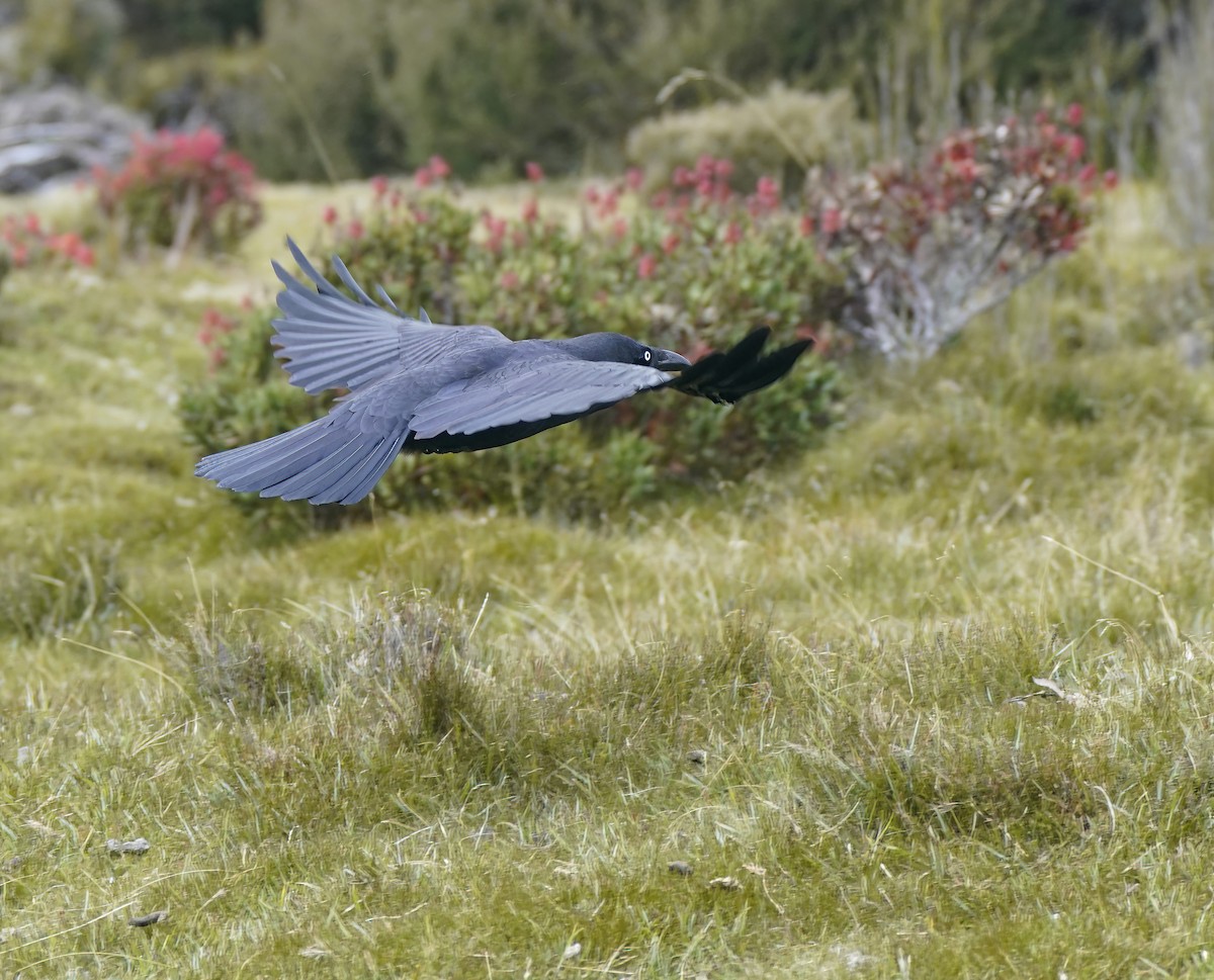 Forest Raven - ML644206576