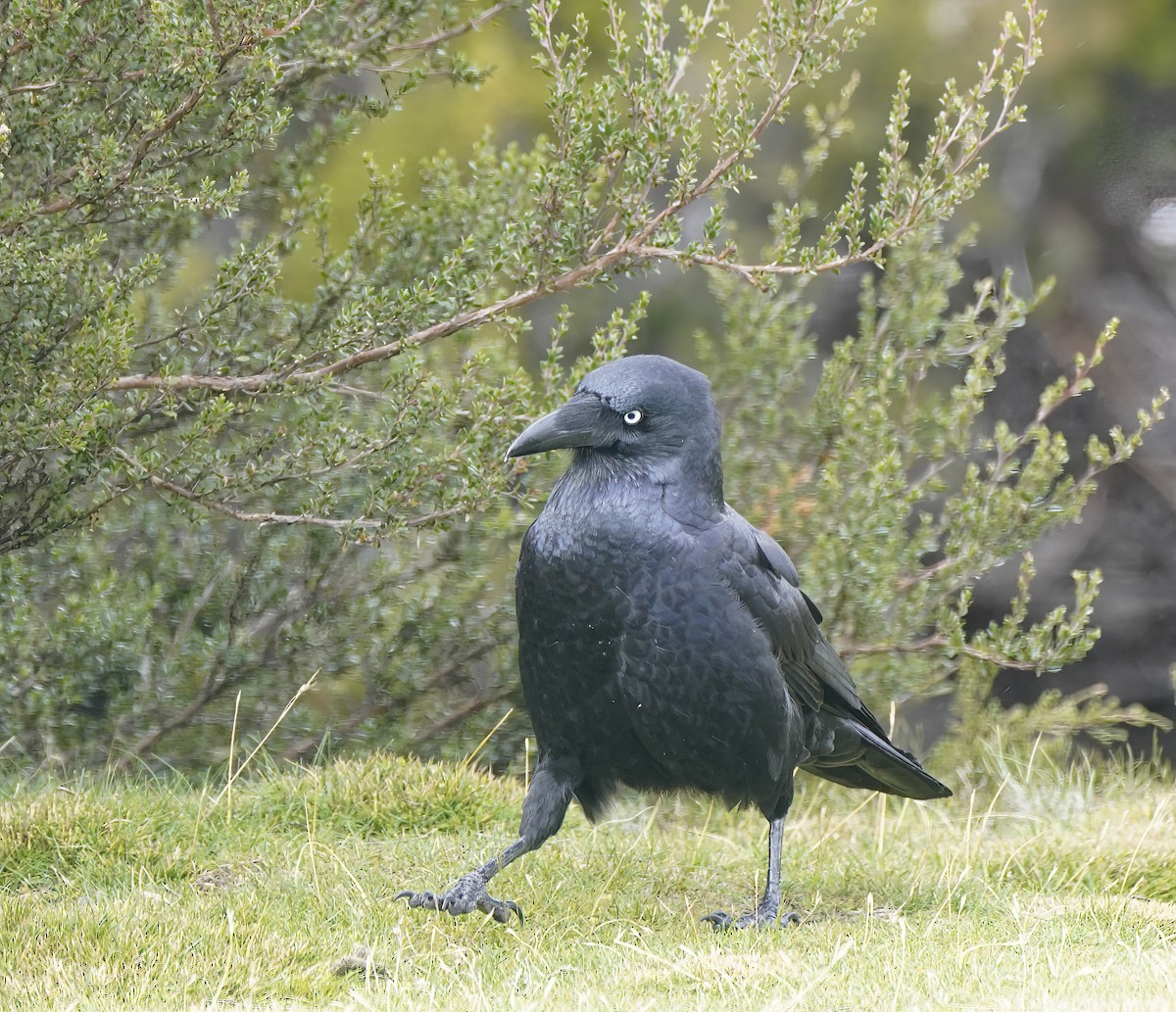 Forest Raven - ML644206577