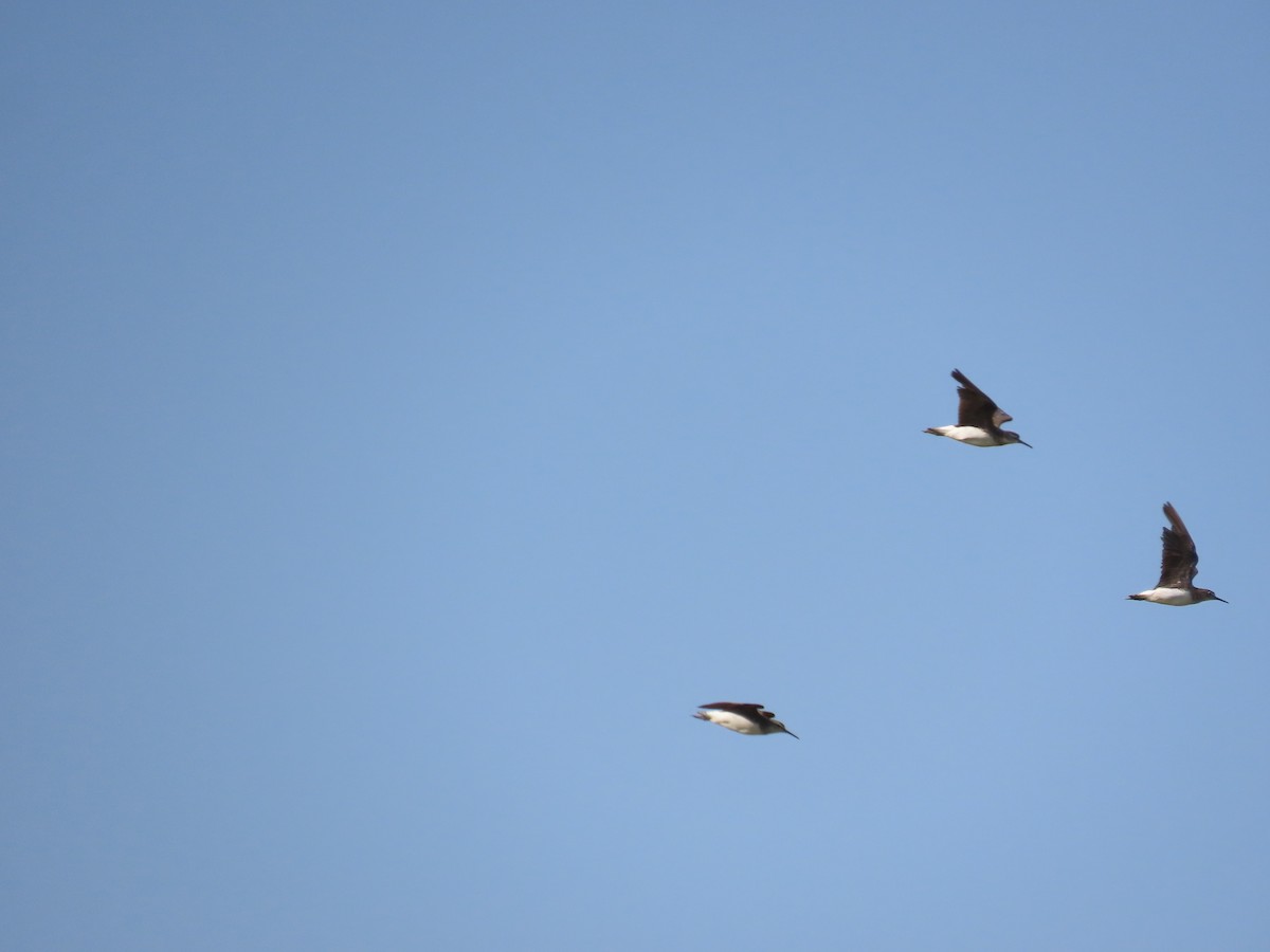 vodouš kropenatý - ML644206578