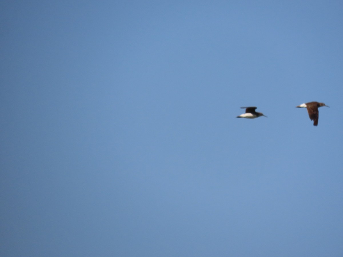 vodouš kropenatý - ML644206579