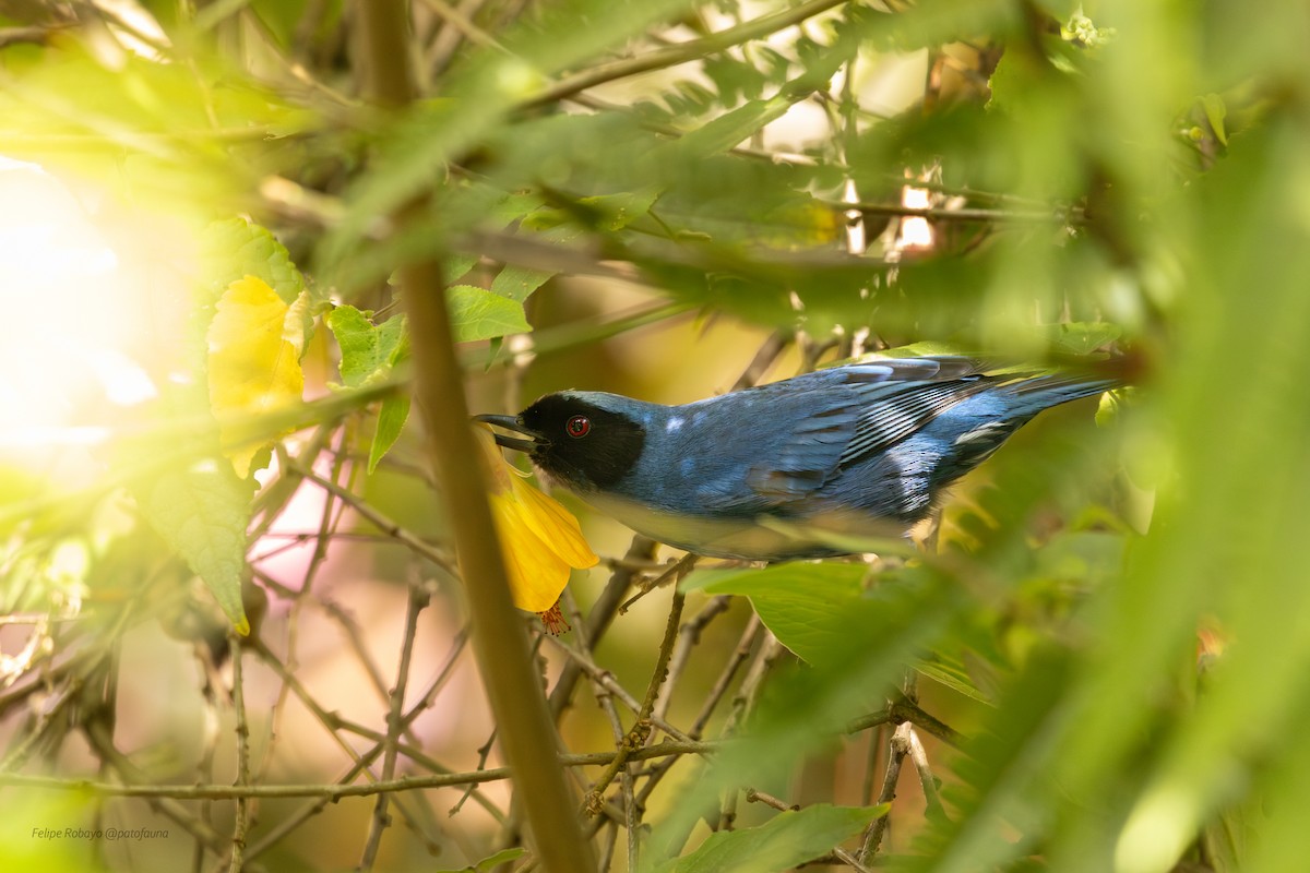 Masked Flowerpiercer - ML644206580
