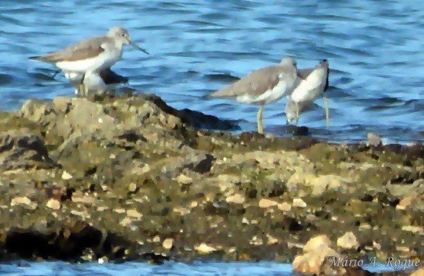 vodouš kropenatý - ML644206581