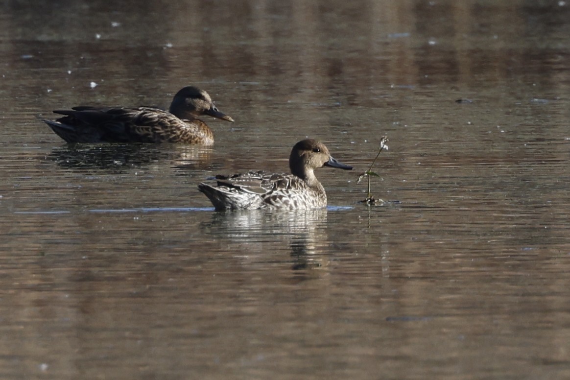 Northern Pintail - ML644206583