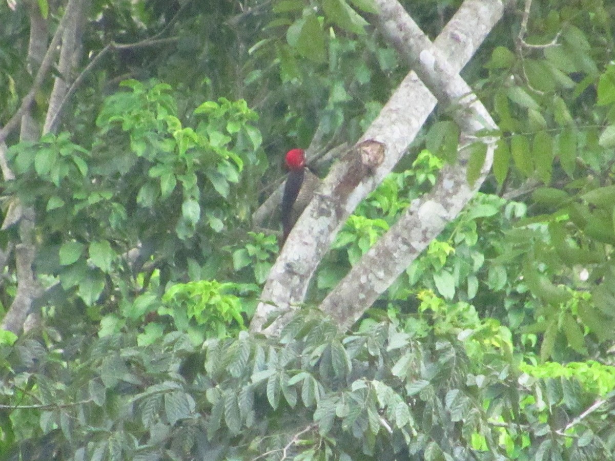 Crimson-crested Woodpecker - ML644206584