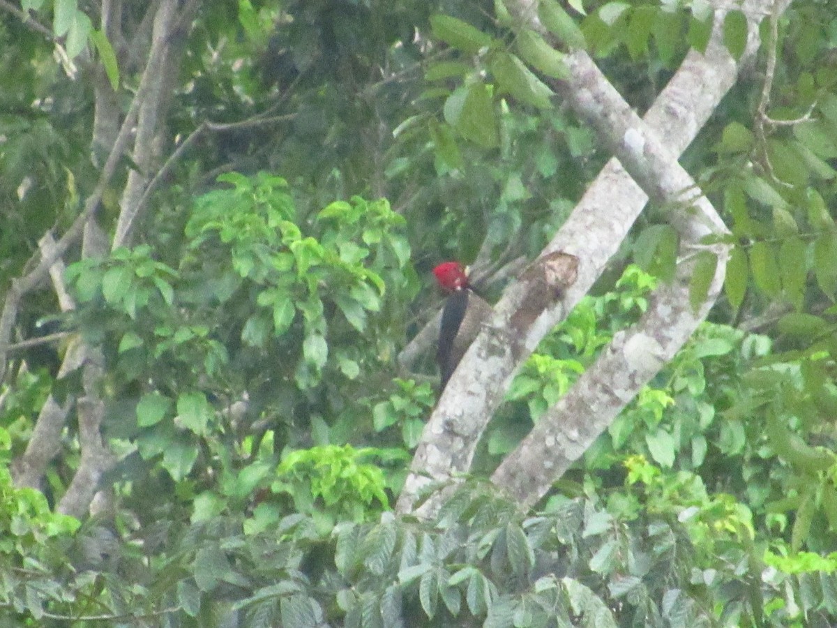 Crimson-crested Woodpecker - ML644206585