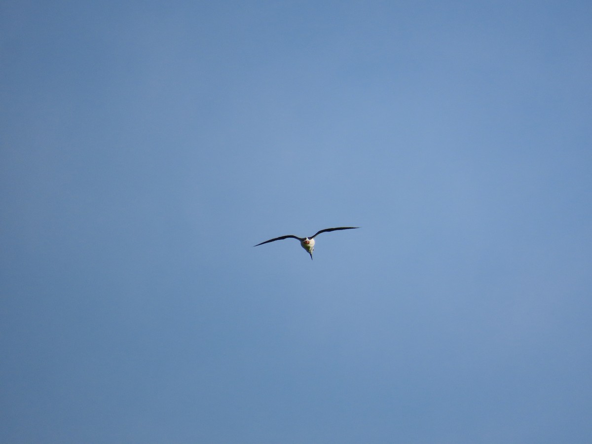 vodouš kropenatý - ML644206587