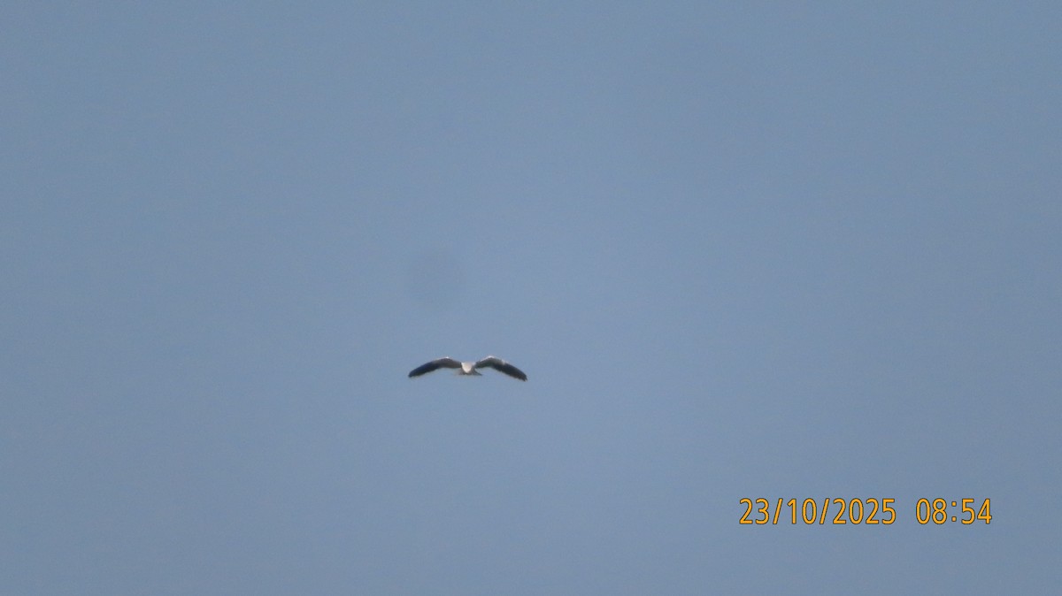 Black-winged Kite - ML644206594
