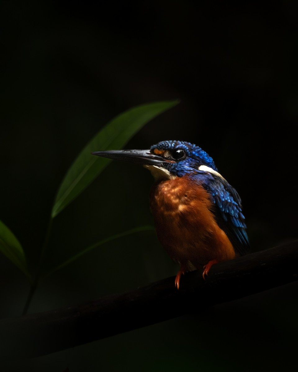 Blue-eared Kingfisher - ML644206596