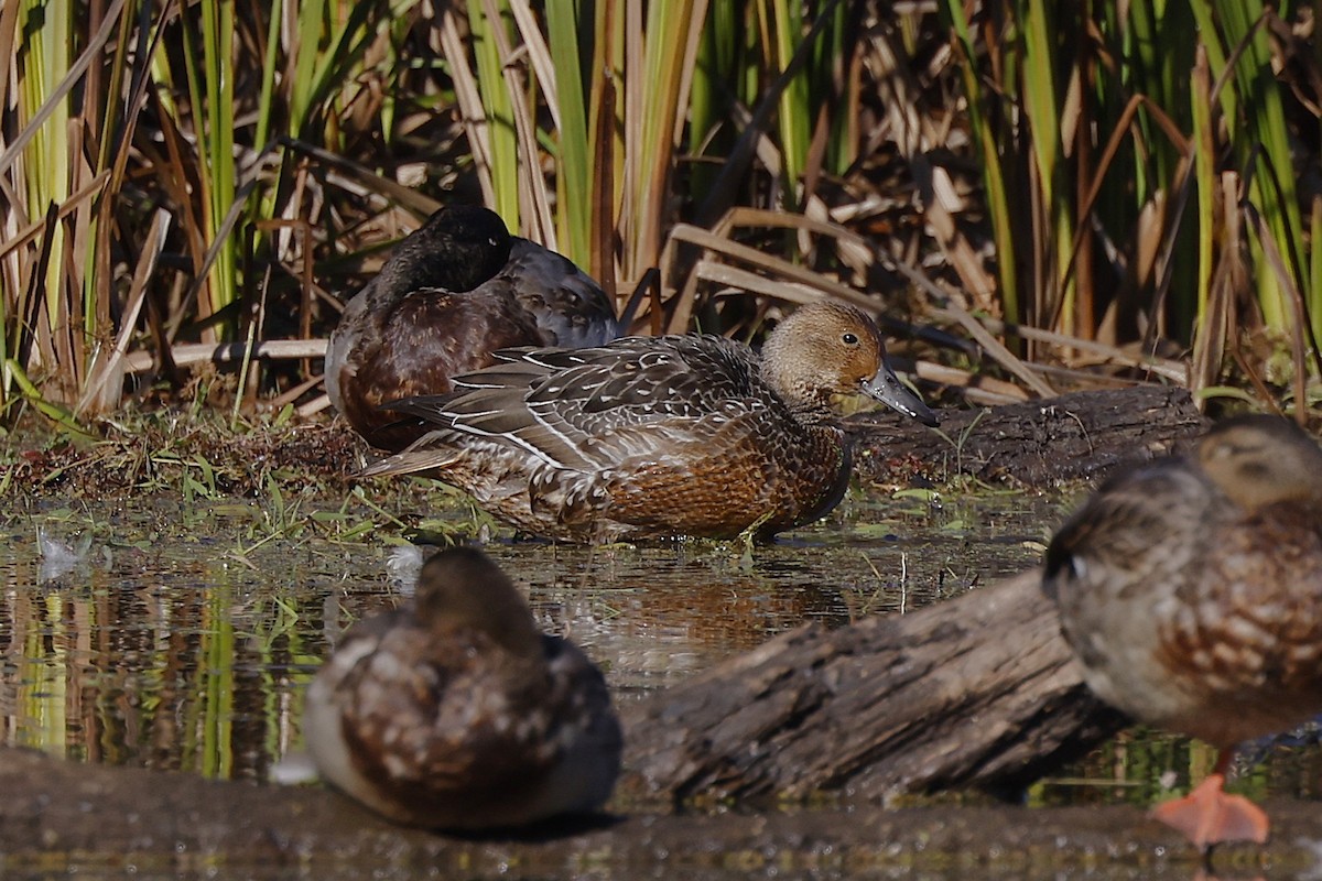 Northern Pintail - ML644206601
