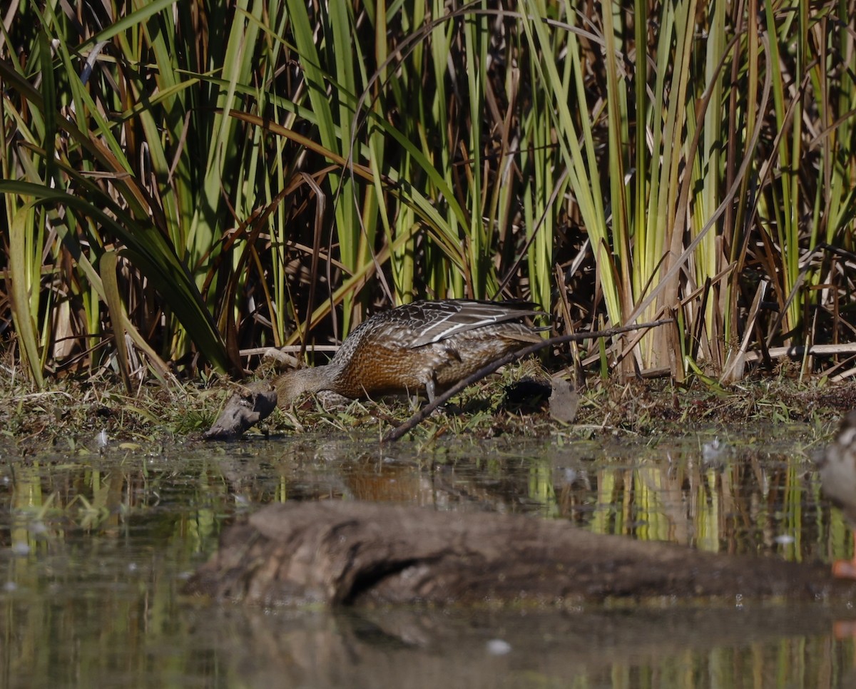 Northern Pintail - ML644206614