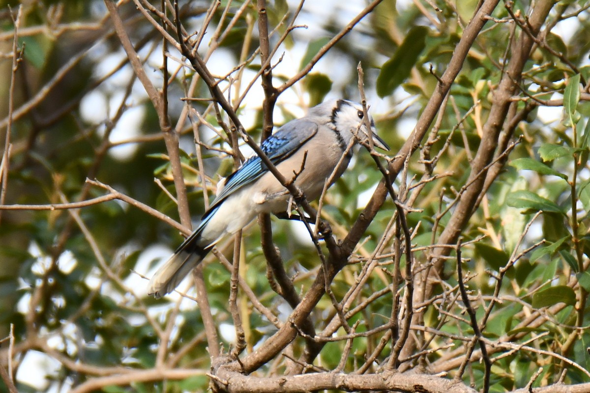Blue Jay - ML644206625