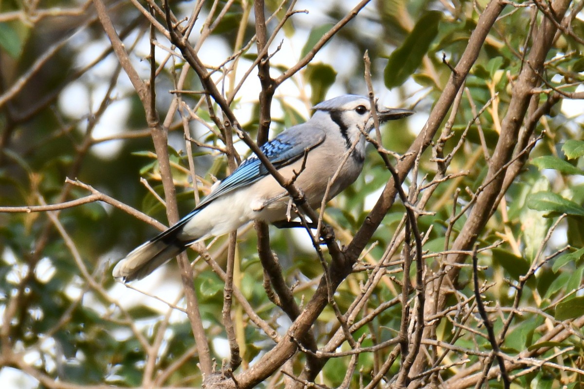 Blue Jay - ML644206626