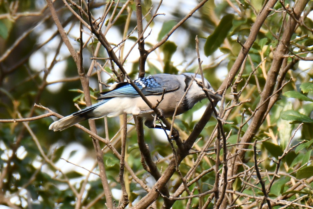 Blue Jay - ML644206627