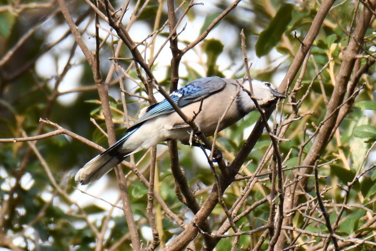 Blue Jay - ML644206628