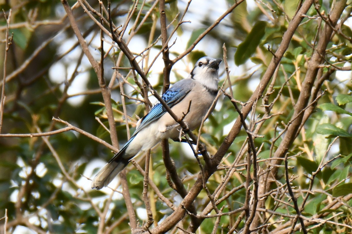 Blue Jay - ML644206629