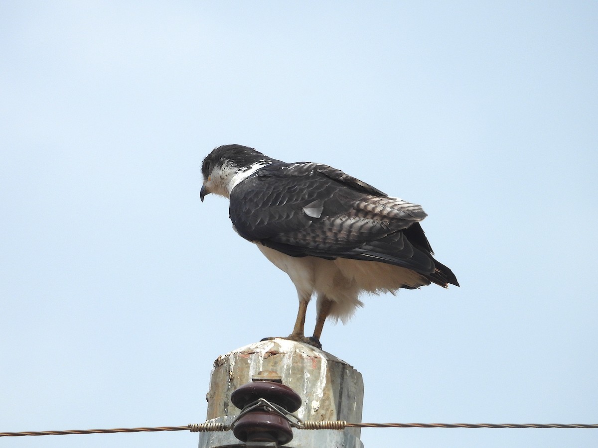 Augur Buzzard - ML644206630