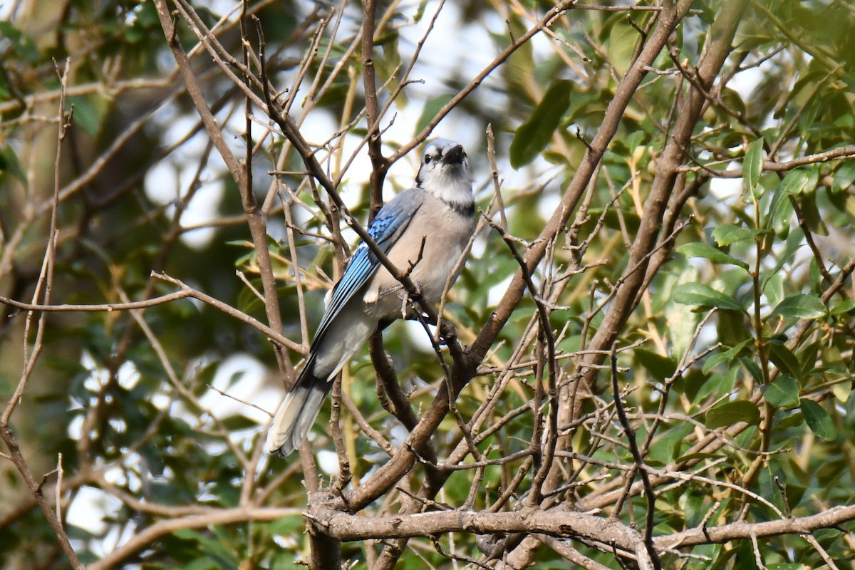 Blue Jay - ML644206631