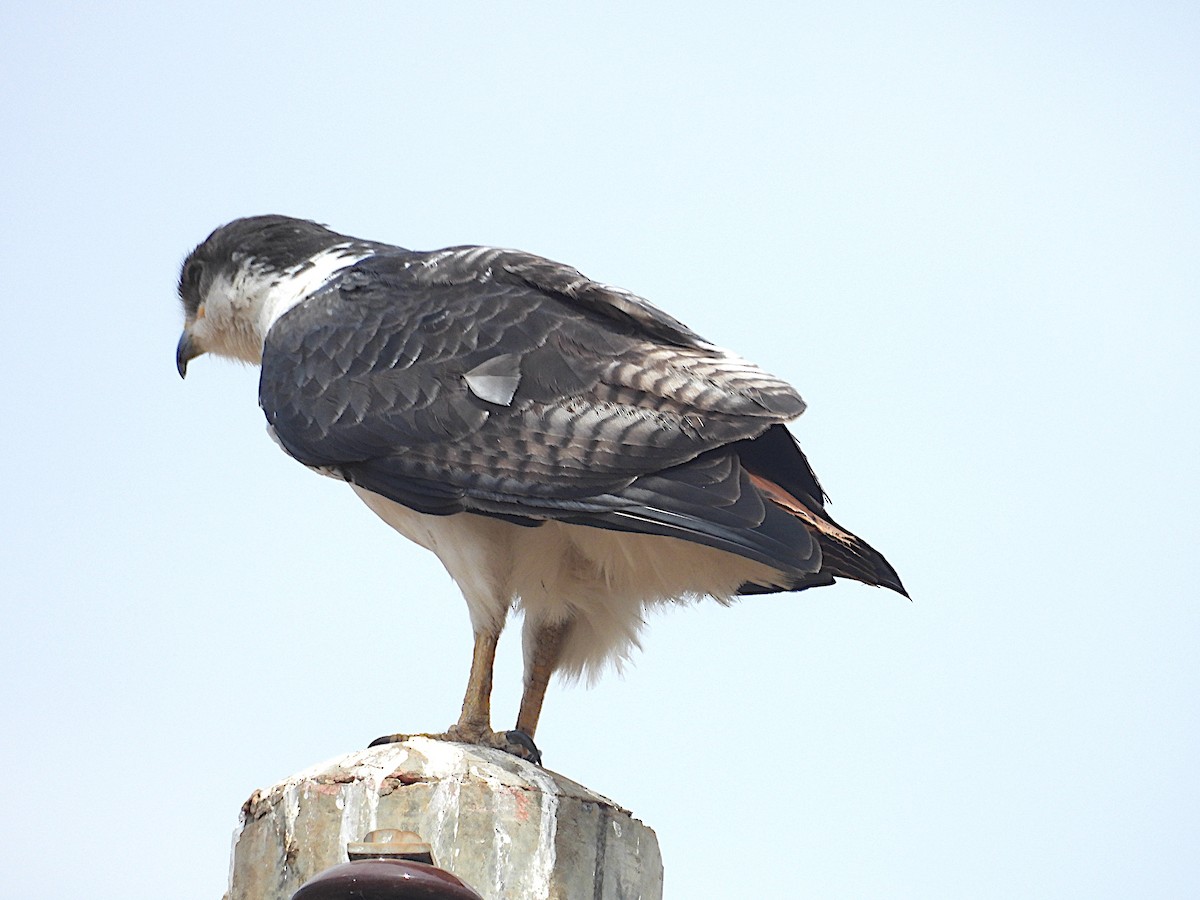 Augur Buzzard - ML644206632