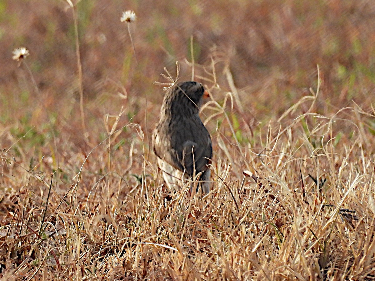 Dark Chanting-Goshawk - ML644206641