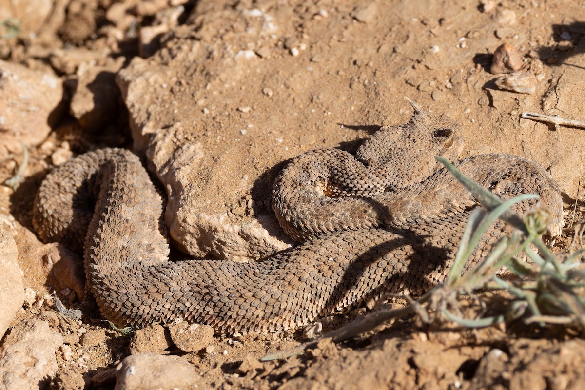 Desert Horned Viper - ML644206645