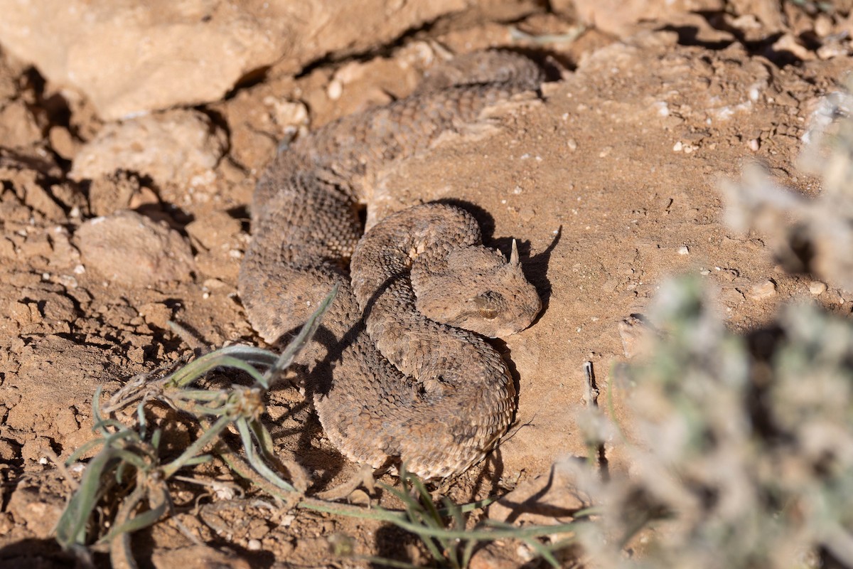 Desert Horned Viper - ML644206646