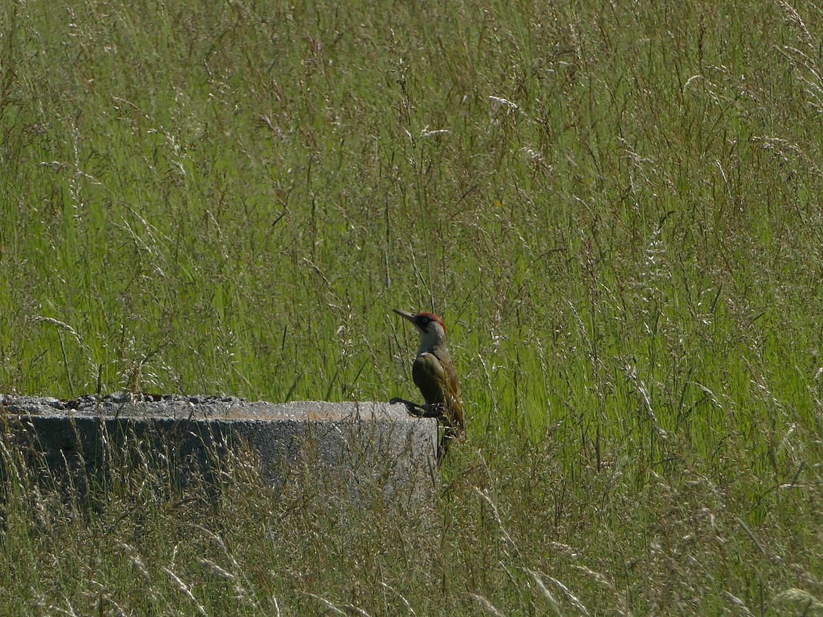 Eurasian Green Woodpecker - ML644206657