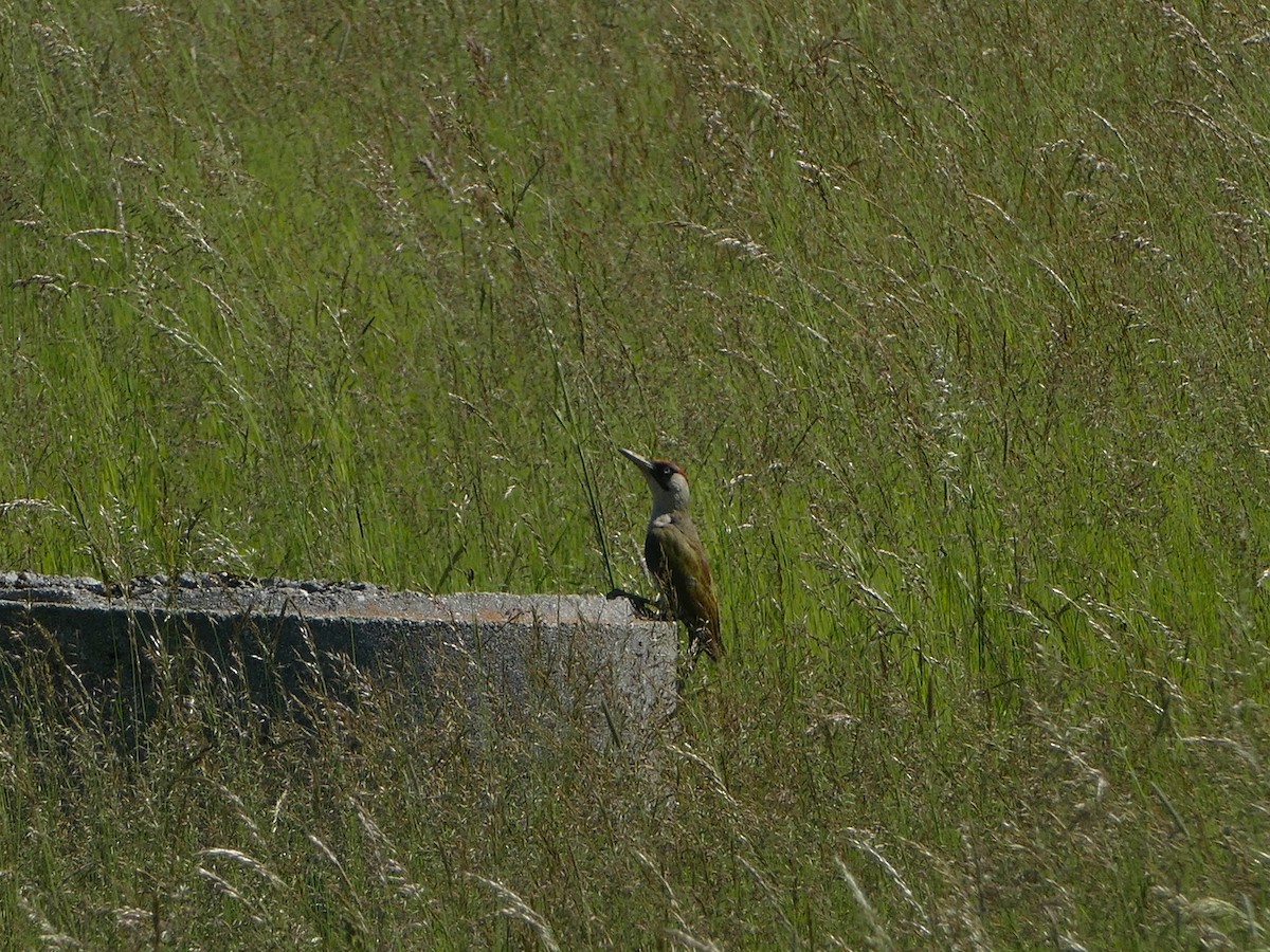 Eurasian Green Woodpecker - ML644206658