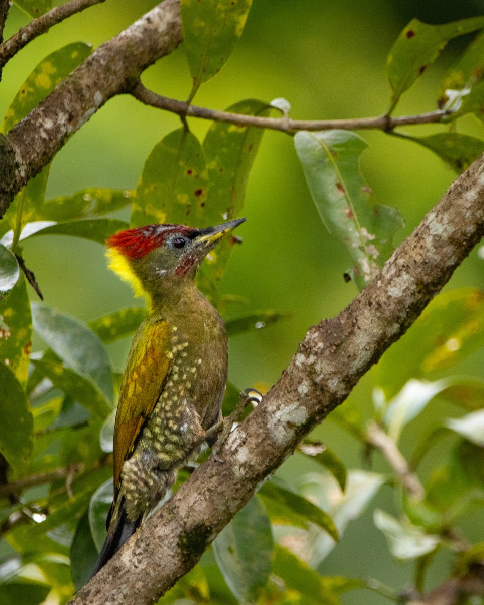 Жовна мала - ML644206664