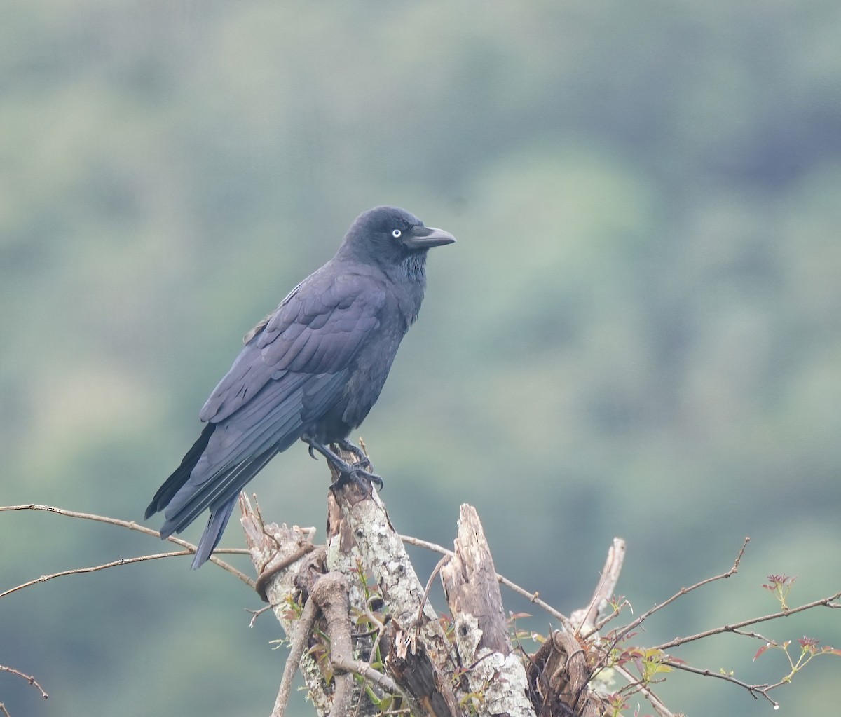 Torresian Crow - ML644206668