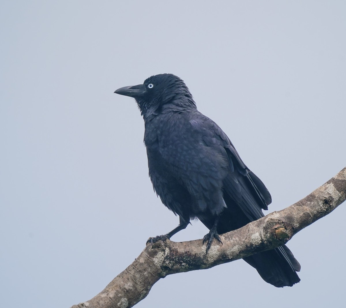 Torresian Crow - ML644206669