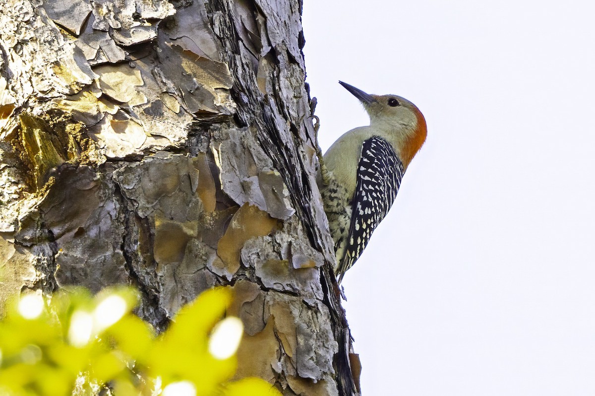 Red-bellied Woodpecker - ML644206702