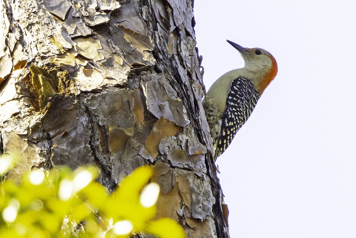 Red-bellied Woodpecker - ML644206704