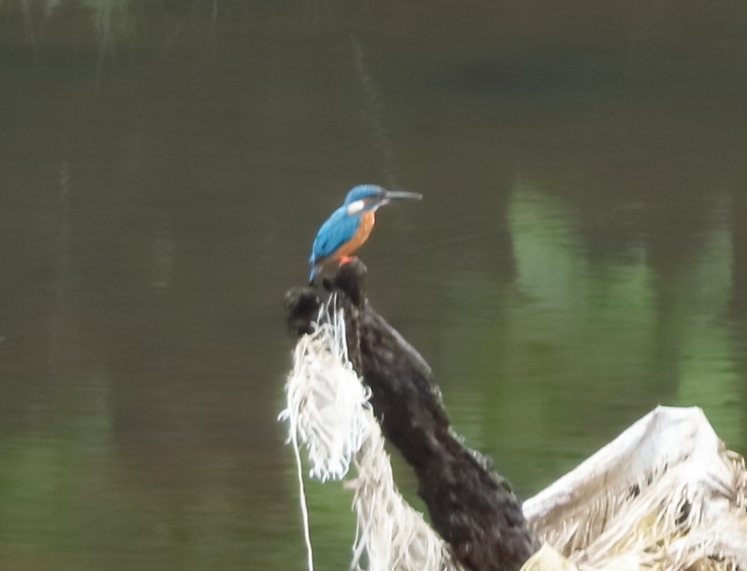 Номин шогшир - ML644206705