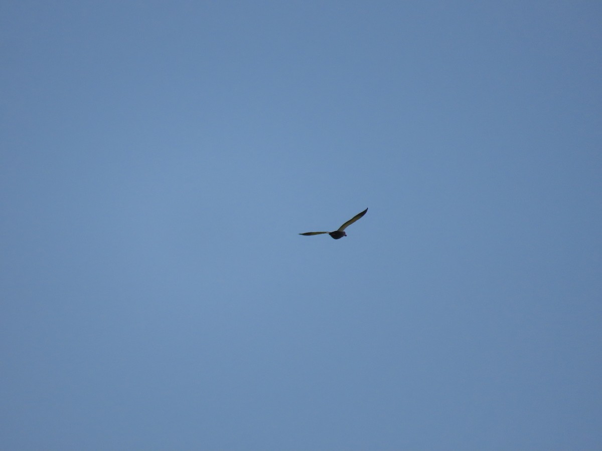 Eastern Spot-billed Duck - ML644206706