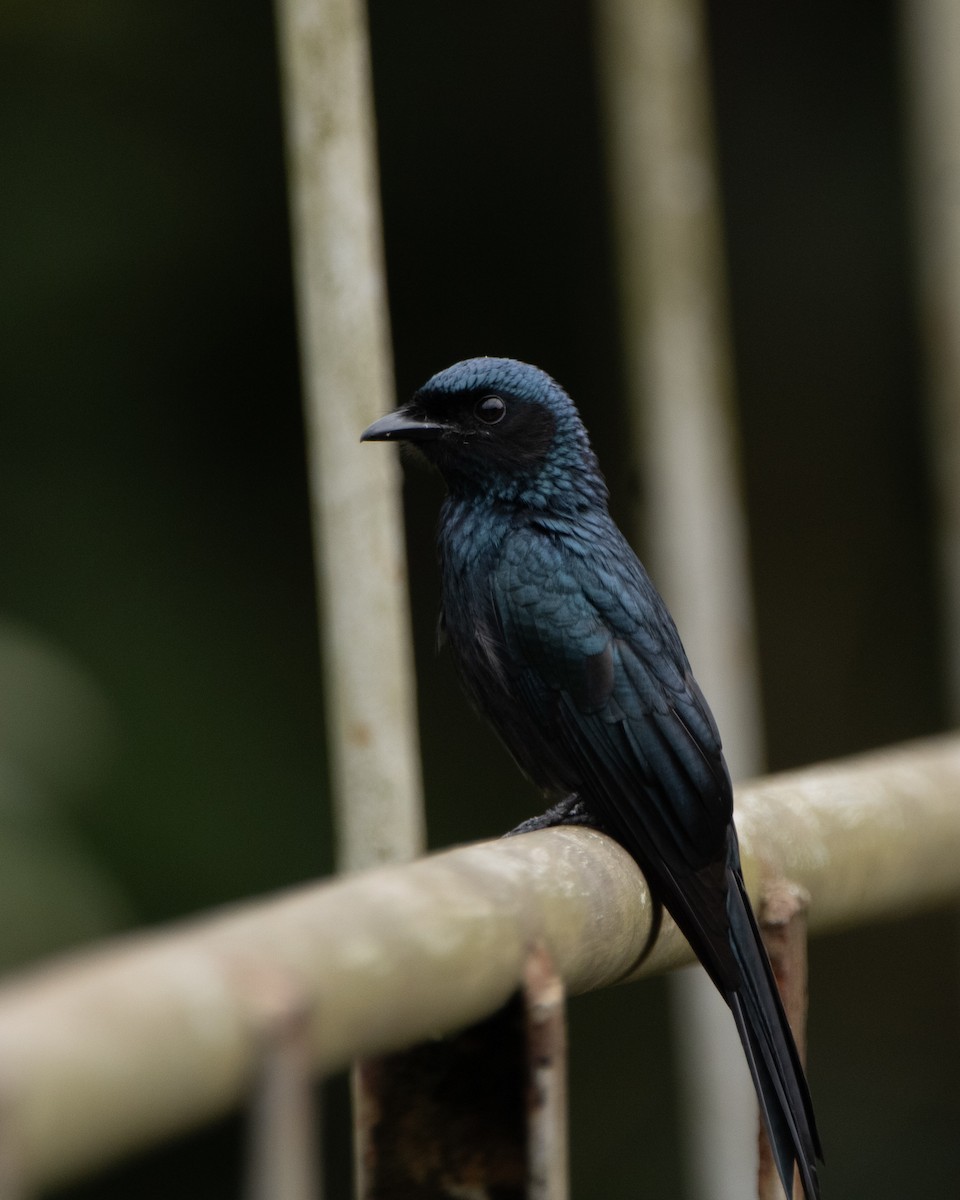 Bronzed Drongo - ML644206708