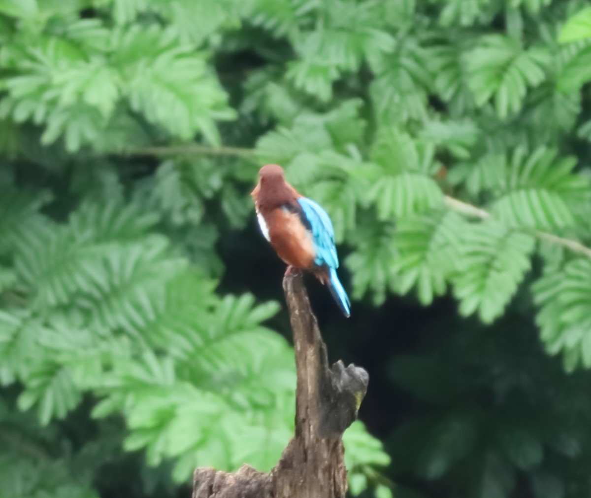 White-throated Kingfisher - ML644206715