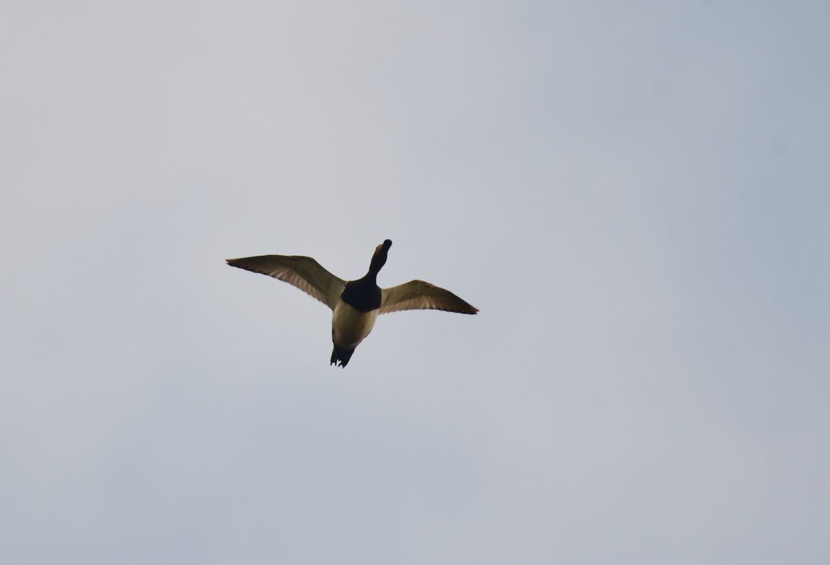 Lesser Scaup - ML644206719