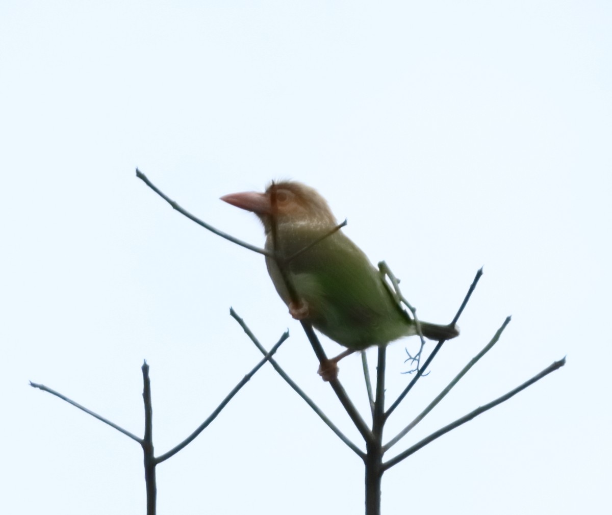 Brown-headed Barbet - ML644206722